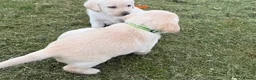 Labradoodle dogs for sale: Beautiful labradoodle puppies smart and gently in Fraserburgh - Advert 4