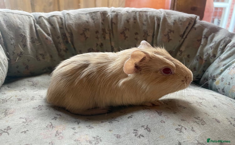 Guinea Pig rodents - Advert 12