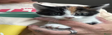 Not named - Calico Kitten