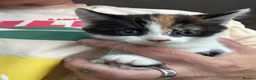 Mixed Breed cats for sale: Two well socialised kittens  - Advert 6