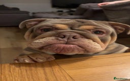 English Bulldog dogs for stud: Stud ready  - Image 3