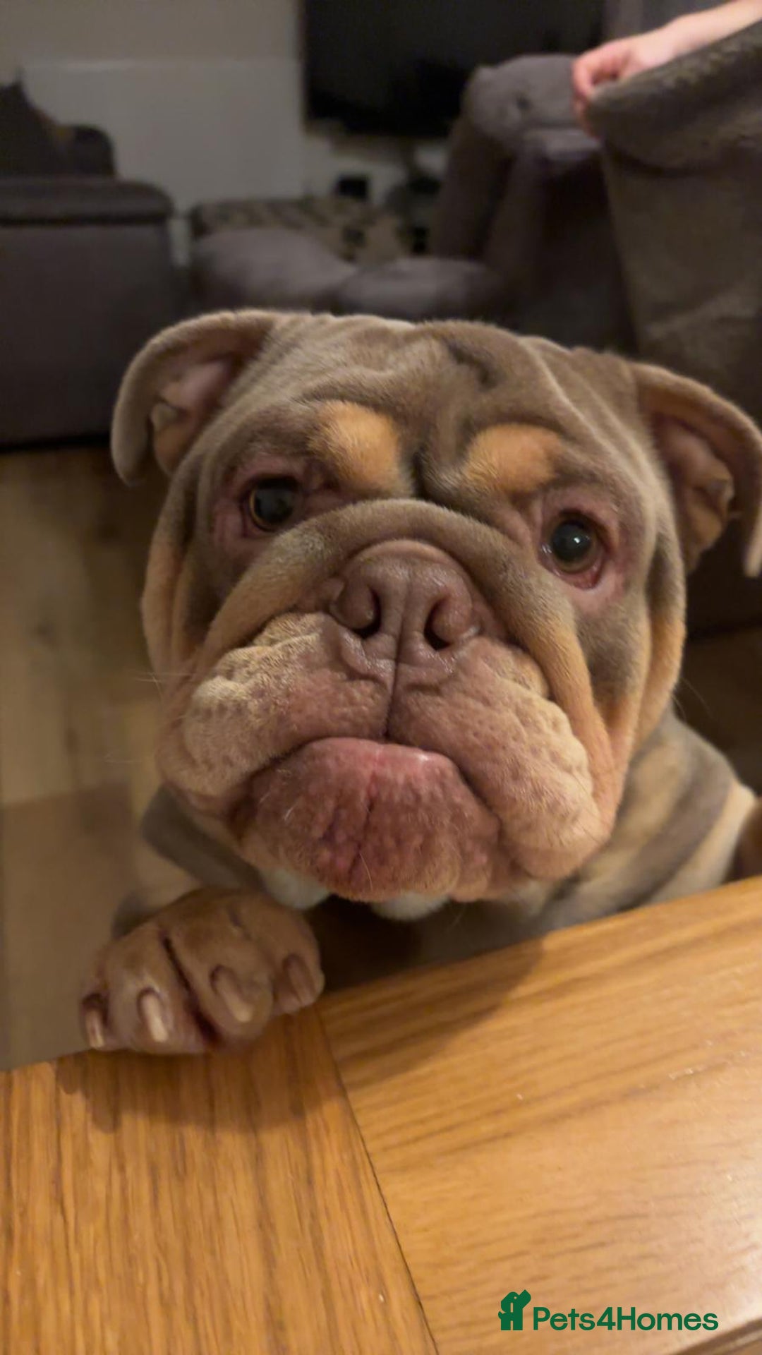 English Bulldog dogs for stud: Stud ready  - Image 3