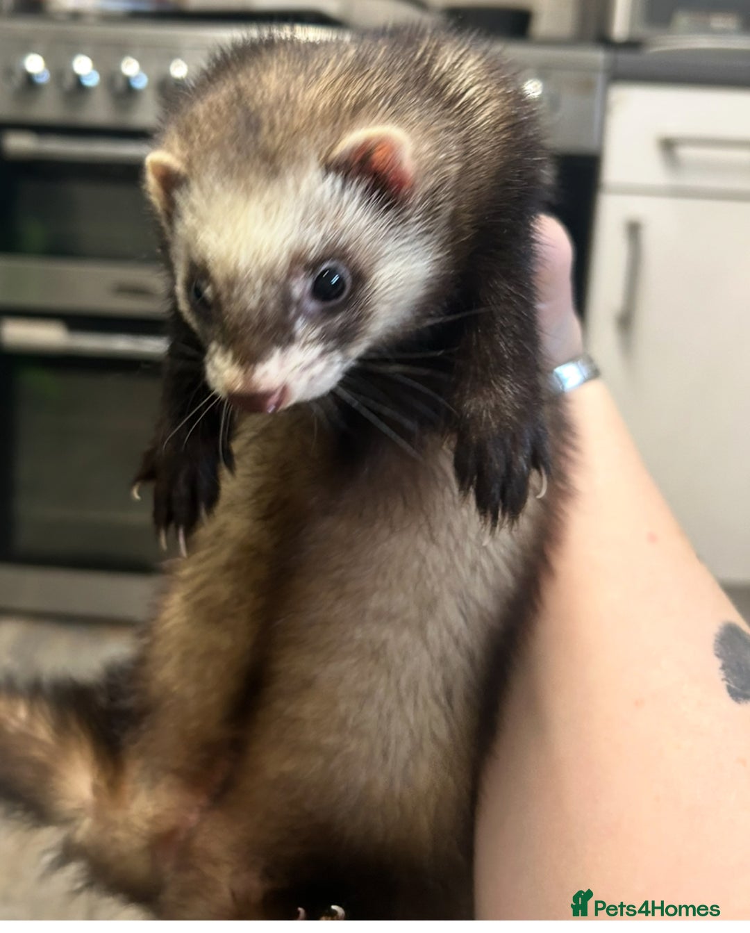 Ferret rodents for sale: Trio of micro and trio of standard ferrets - Image 5
