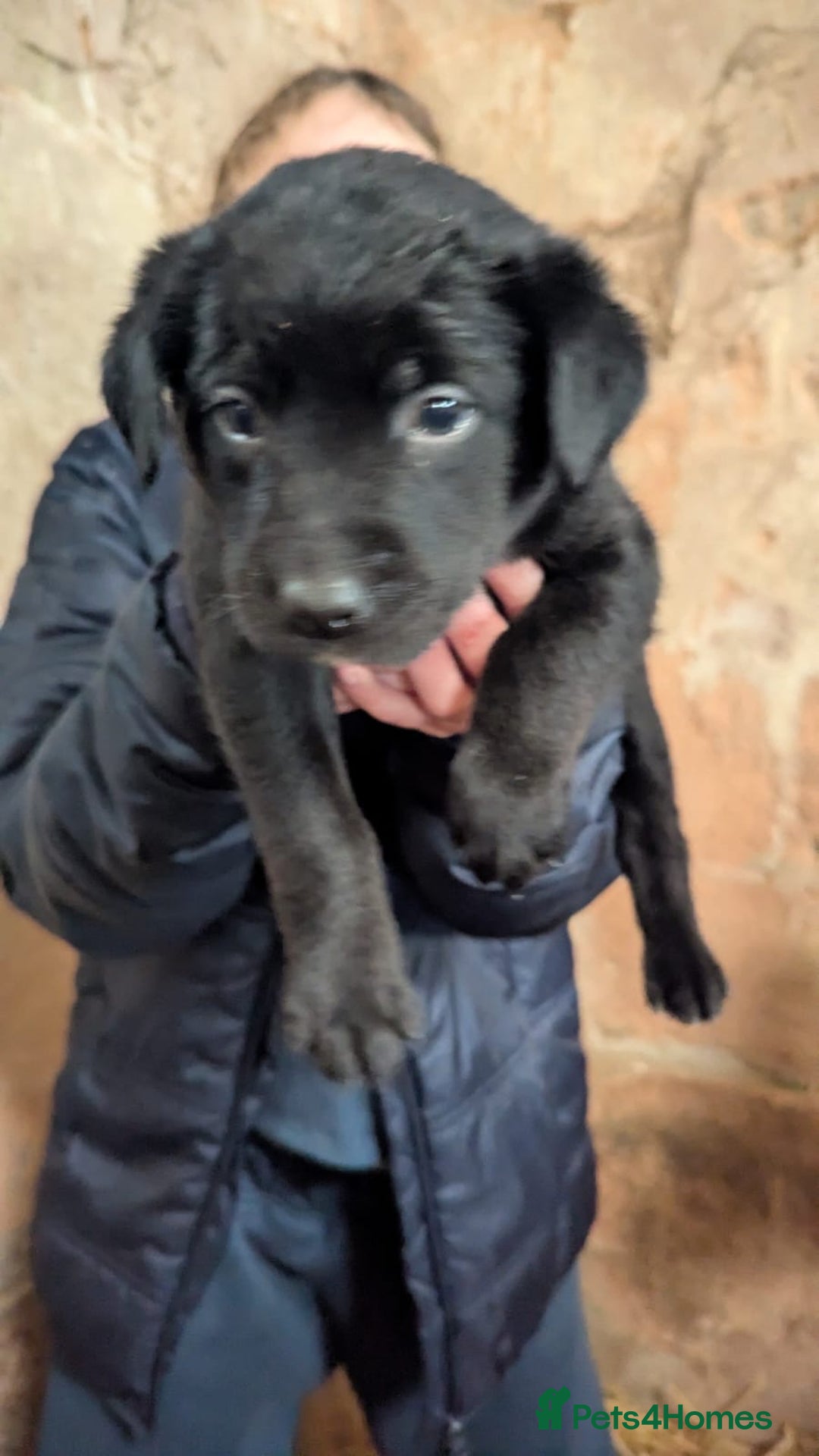 Borador dogs for sale: Borador puppies  - Advert 9