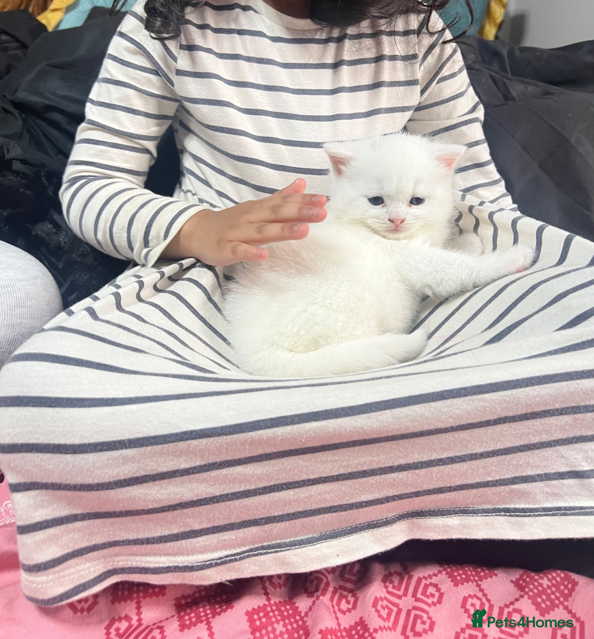 British Shorthair cats BSH Kitten  - Advert 1