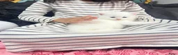 British Shorthair cats for sale: BSH Kitten  in Birmingham - Advert 1