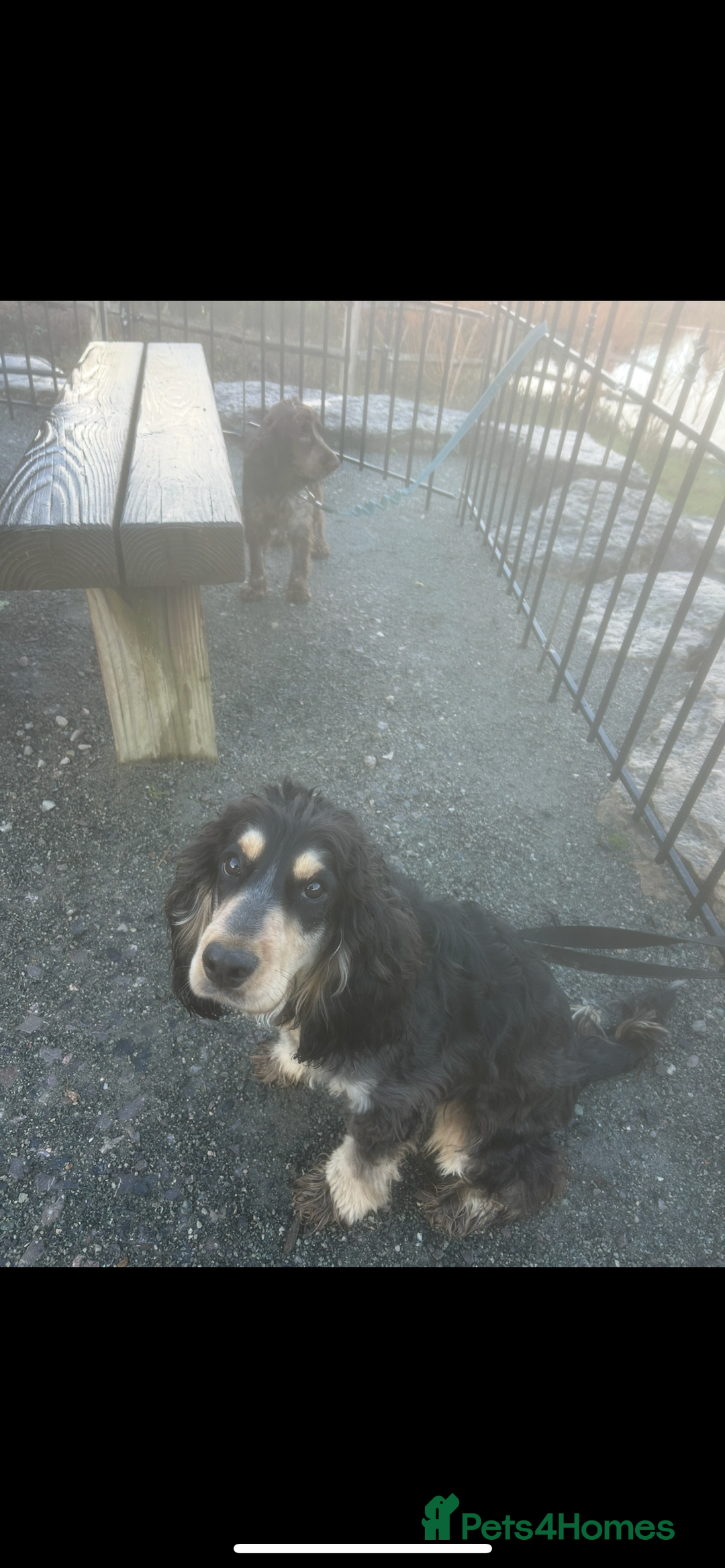 Cockapoo dogs for sale: Two puppies for sale under a year old  - Advert 2