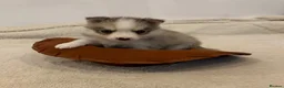 Pomsky dogs for sale: Gorgeous F3 Pomsky pups / perfect Husky markings - Advert 12