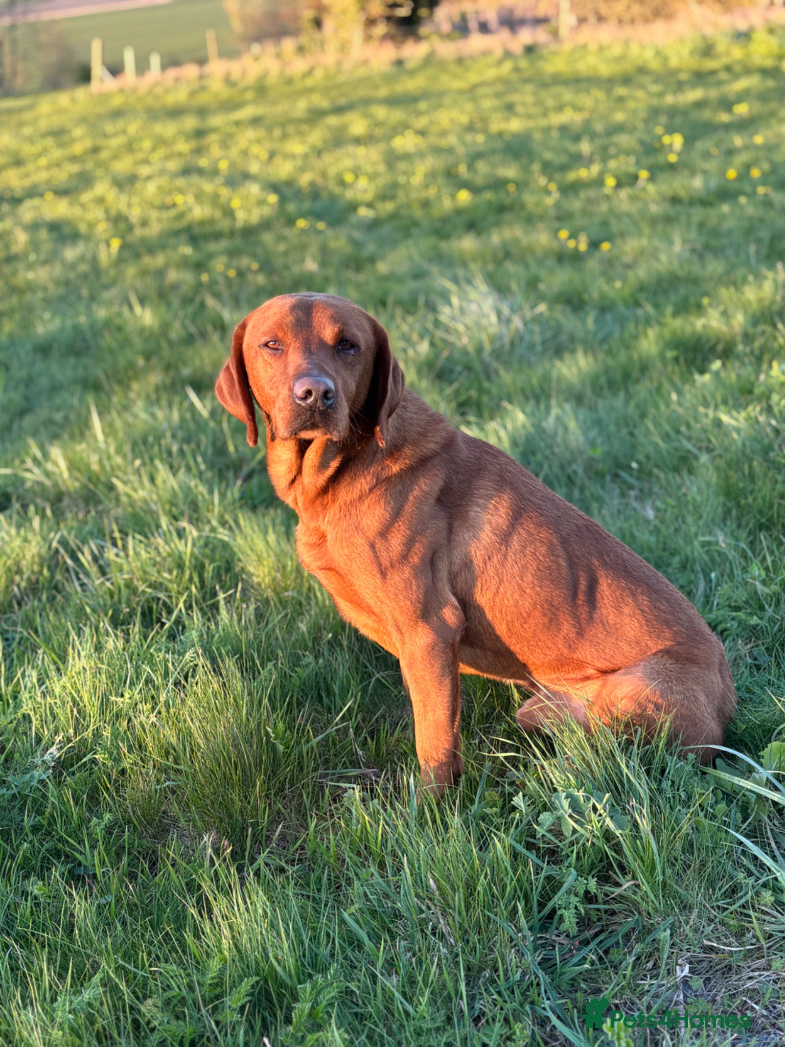 Labrador Retriever dogs Ozzy-proven health tested stud - Advert 1