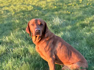 Labrador Retriever dogs Ozzy-proven health tested stud - Advert 1