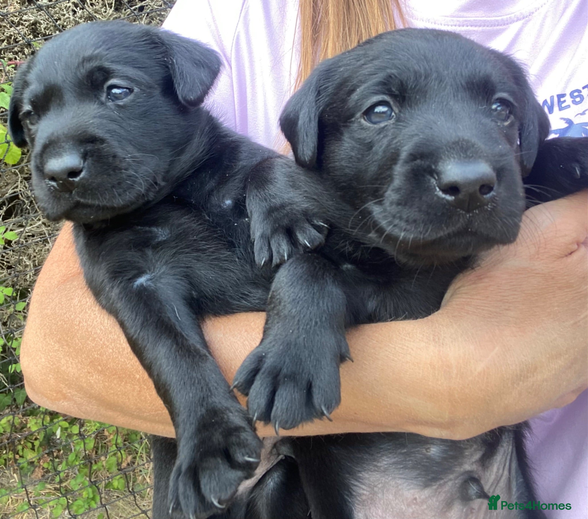 Labrador Retriever dogs Thistlecrack KC reg working lab pups - Advert 12