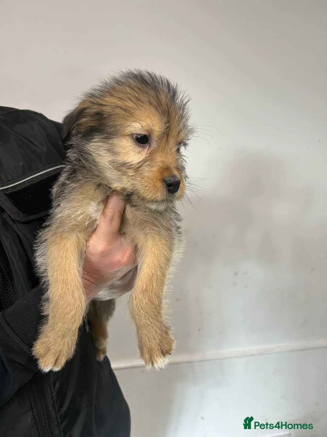 Soft Coated Wheaten Terrier dogs for sale: Traditional Irish Wheaten Terriers  - Advert 11