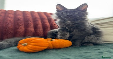 Maine Coon cats - Advert 4