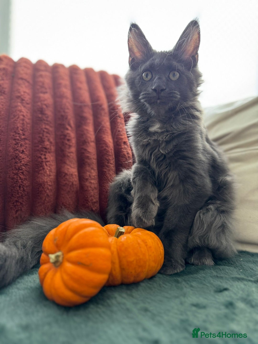 Maine Coon cats for sale: Mainecoons kittens Xl pedigree - Image 2