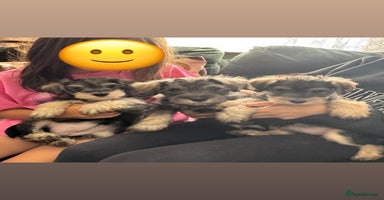 Mixed Breed dogs - Advert 1