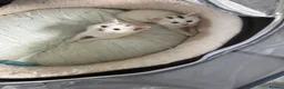 Turkish Angora cats for sale: White girl and black&white boy - Advert 9