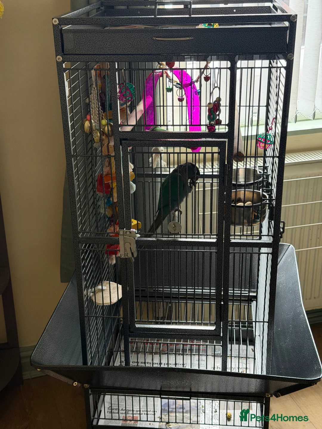 Parrots birds for sale: Conure parrot  in Saint Helens - Advert 8