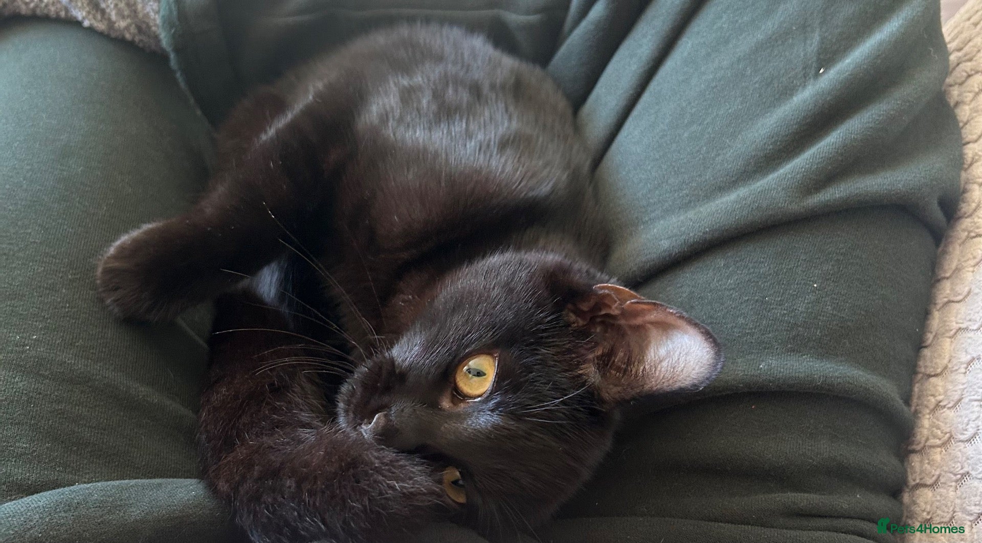Domestic Shorthair cats 2 black kittens, twin sisters 💓 - Advert 1