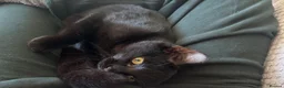 Domestic Shorthair cats for sale: 2 black kittens, twin sisters 💓 - Advert 1