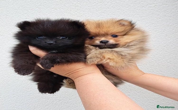 Pomeranian dogs - Advert 1