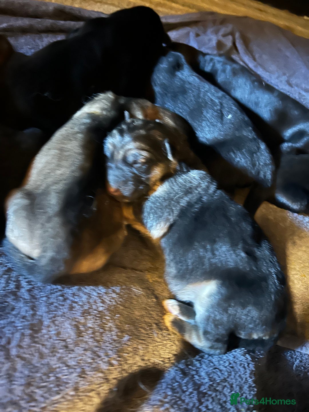 German Shepherd dogs for sale: Adorable German Shepherd puppies - Advert 2