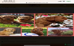 Cavapoo dogs for stud: Extensively Heath Tested Deep Red Min Poodle in Mansfield - Image 18