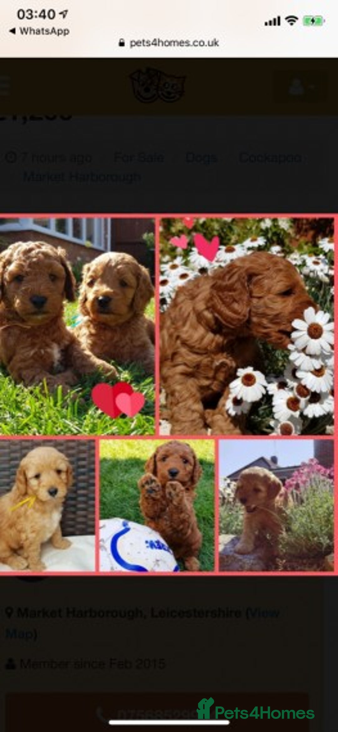 Cavapoo dogs for stud: Extensively Heath Tested Deep Red Min Poodle in Mansfield - Image 18