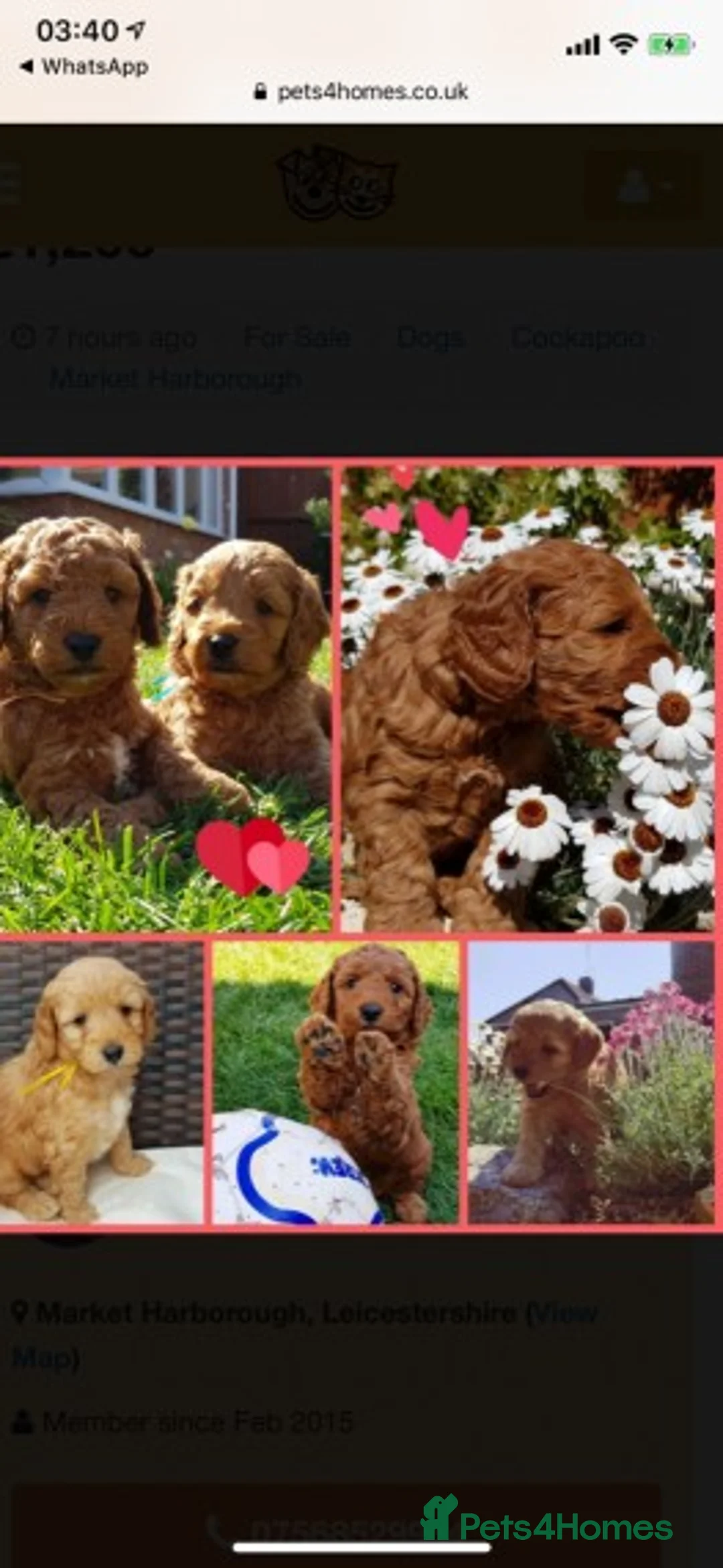 Cavapoo dogs for stud: Extensively Heath Tested Deep Red Min Poodle in Mansfield - Advert 18