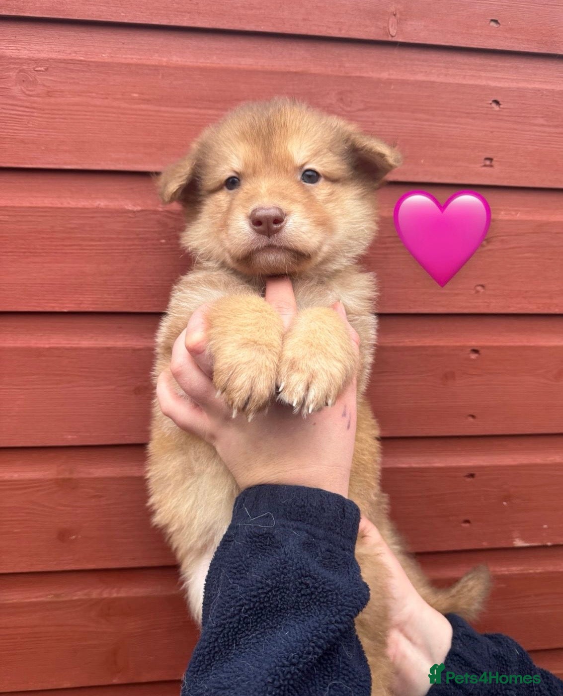 Saarloos Wolfdog dogs Extensively Health Tested Wolfdog Puppies - Advert 1