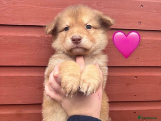 Saarloos Wolfdog dogs Extensively Health Tested Wolfdog Puppies - Advert 3