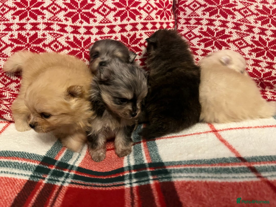 Pomeranian dogs for sale: Stunning Pomeranian puppys - Advert 13