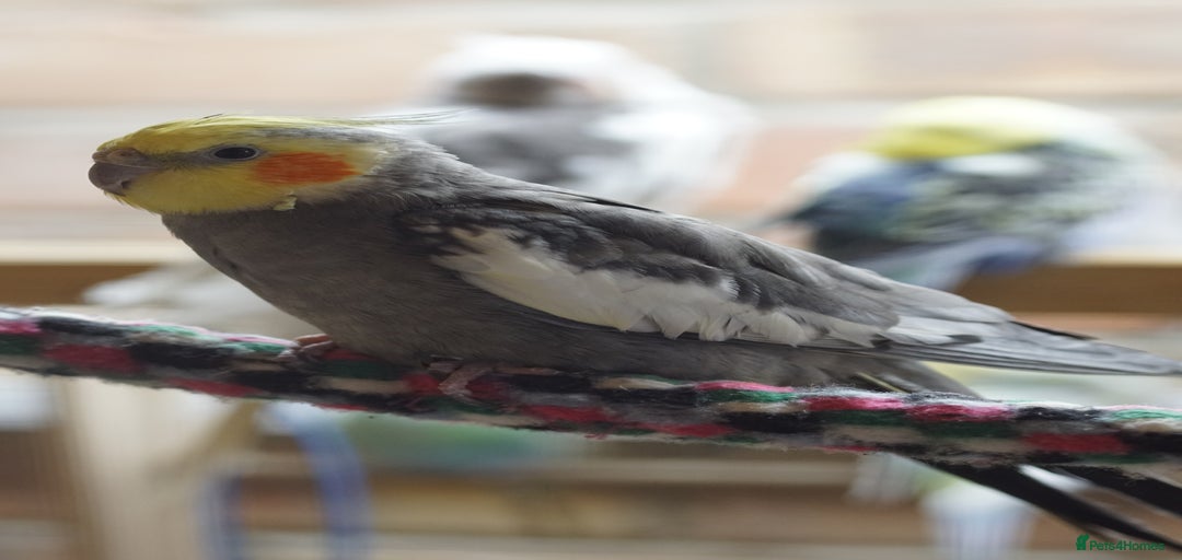 Gallery Image {{count}}