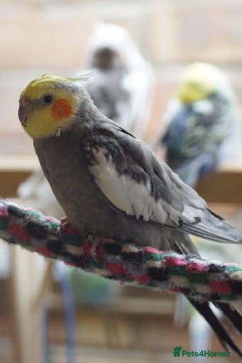 Gallery Image {{count}}