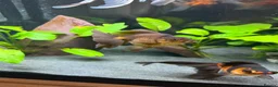 Fancy Goldfish fish for sale: Fluval Roma 240 complete fancy goldfish aquarium  - Advert 9