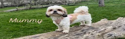 Mixed Breed dogs for sale: Stunning Shih Tzu/ Pomeranian puppies  - Advert 4