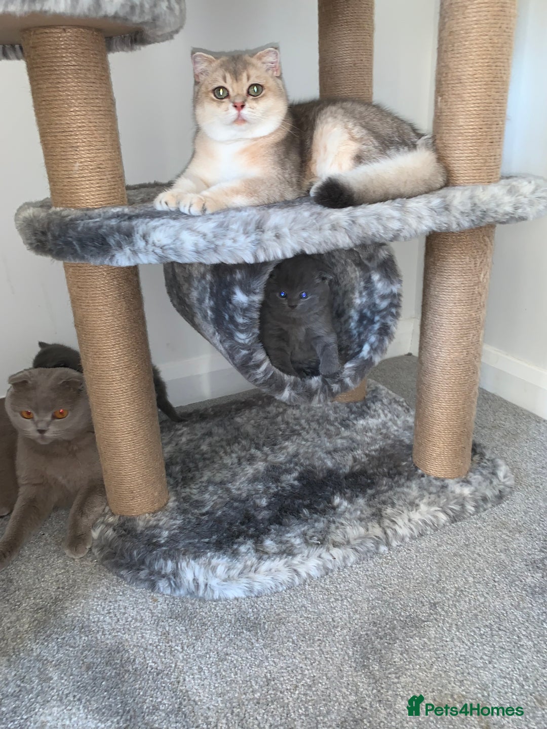 Scottish Fold cats for sale: Scottish Fold x Russian Blue Kittens  - Image 10