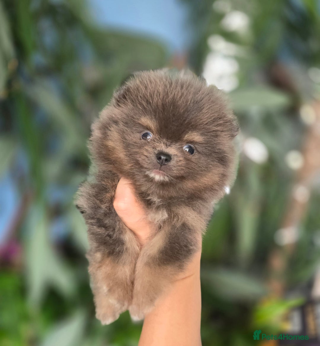 Pomeranian dogs for sale: True to type blue and chocolate boy - Image 5