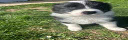 Border Collie dogs for sale: KC reg. Border Collie puppies!!! - Advert 2
