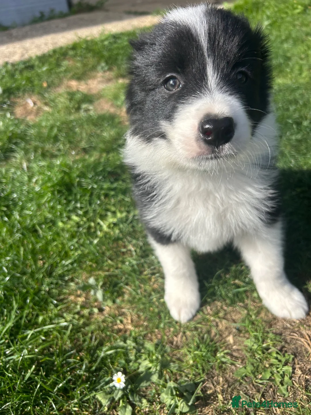 Border Collie dogs for sale: KC reg. Border Collie puppies!!! - Advert 2
