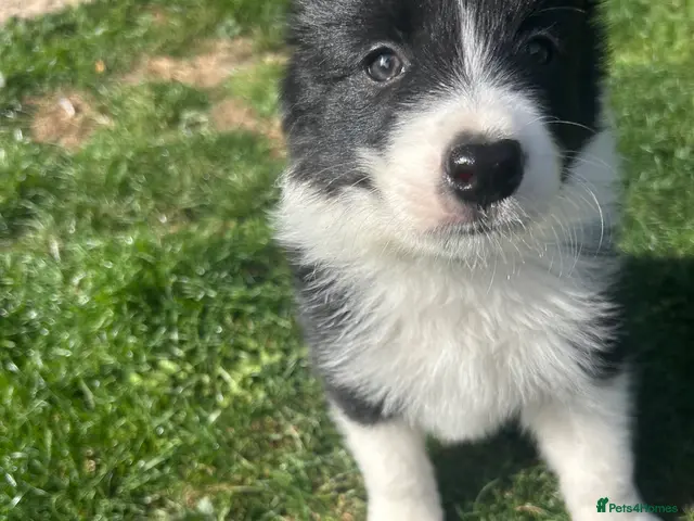 Border Collie dogs for sale: KC reg. Border Collie puppies!!! - Advert 2