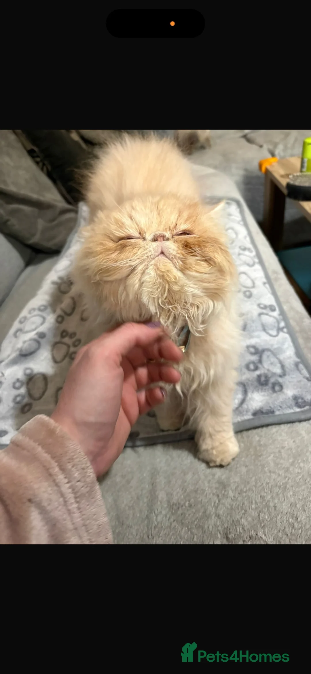 Persian cats for sale: 1 year old champagne pure breed Persian boy  - Advert 10