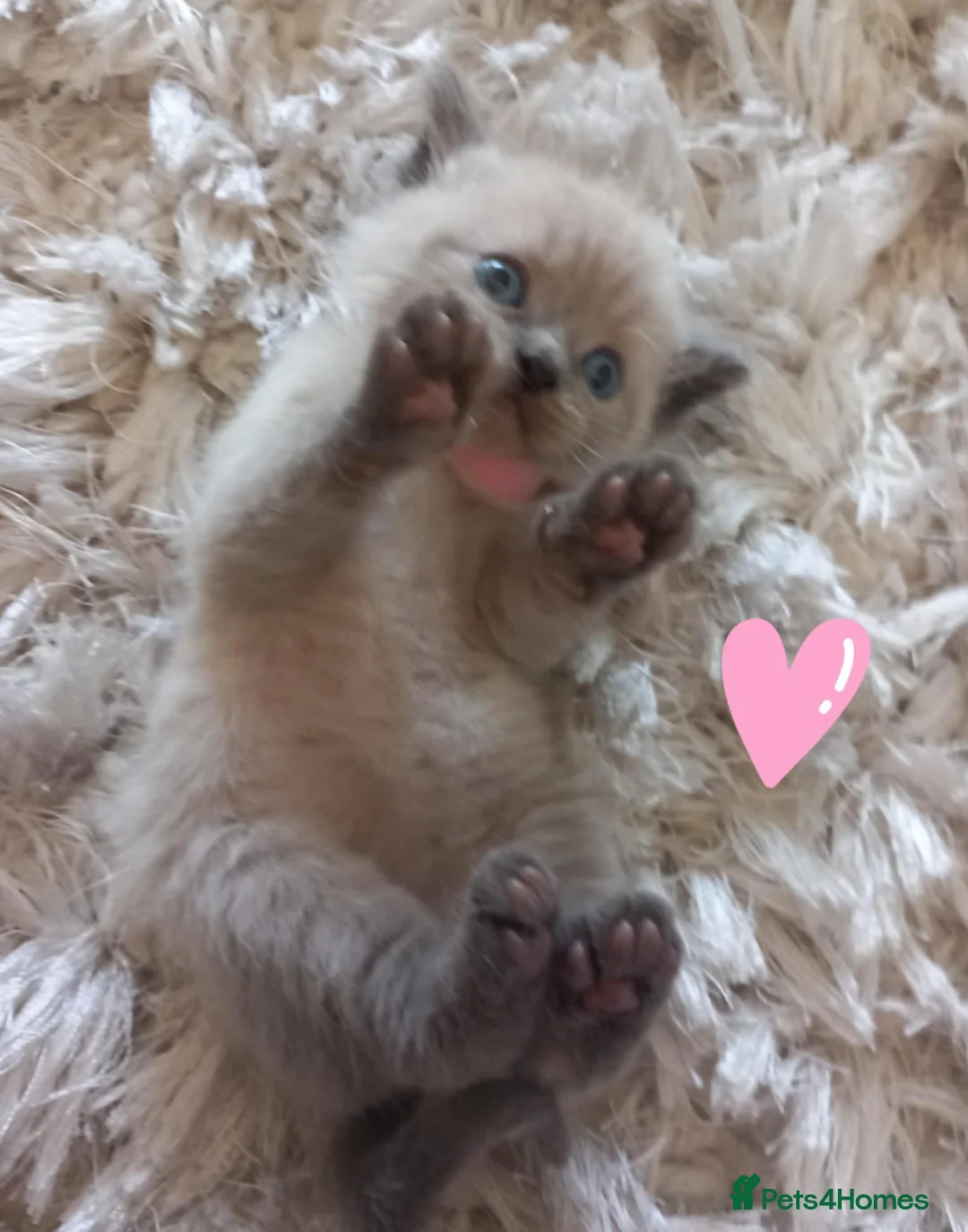 Mixed Breed cats for sale: Persian x sphynx  accidental litter - Advert 1