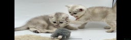 Scottish Fold cats for sale: Beautiful Scottish Straight Kittens - Advert 3