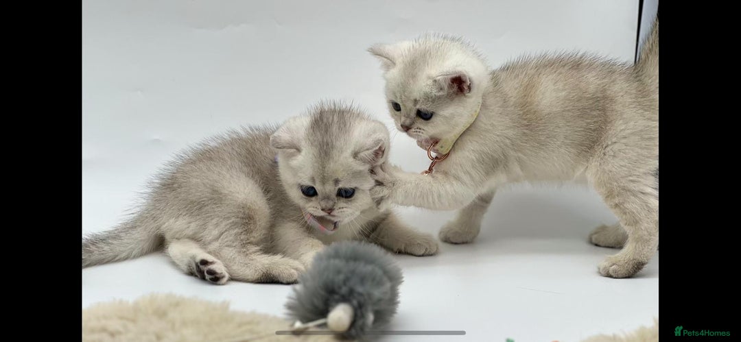 Scottish Fold cats for sale: Beautiful Scottish Straight Kittens - Advert 3