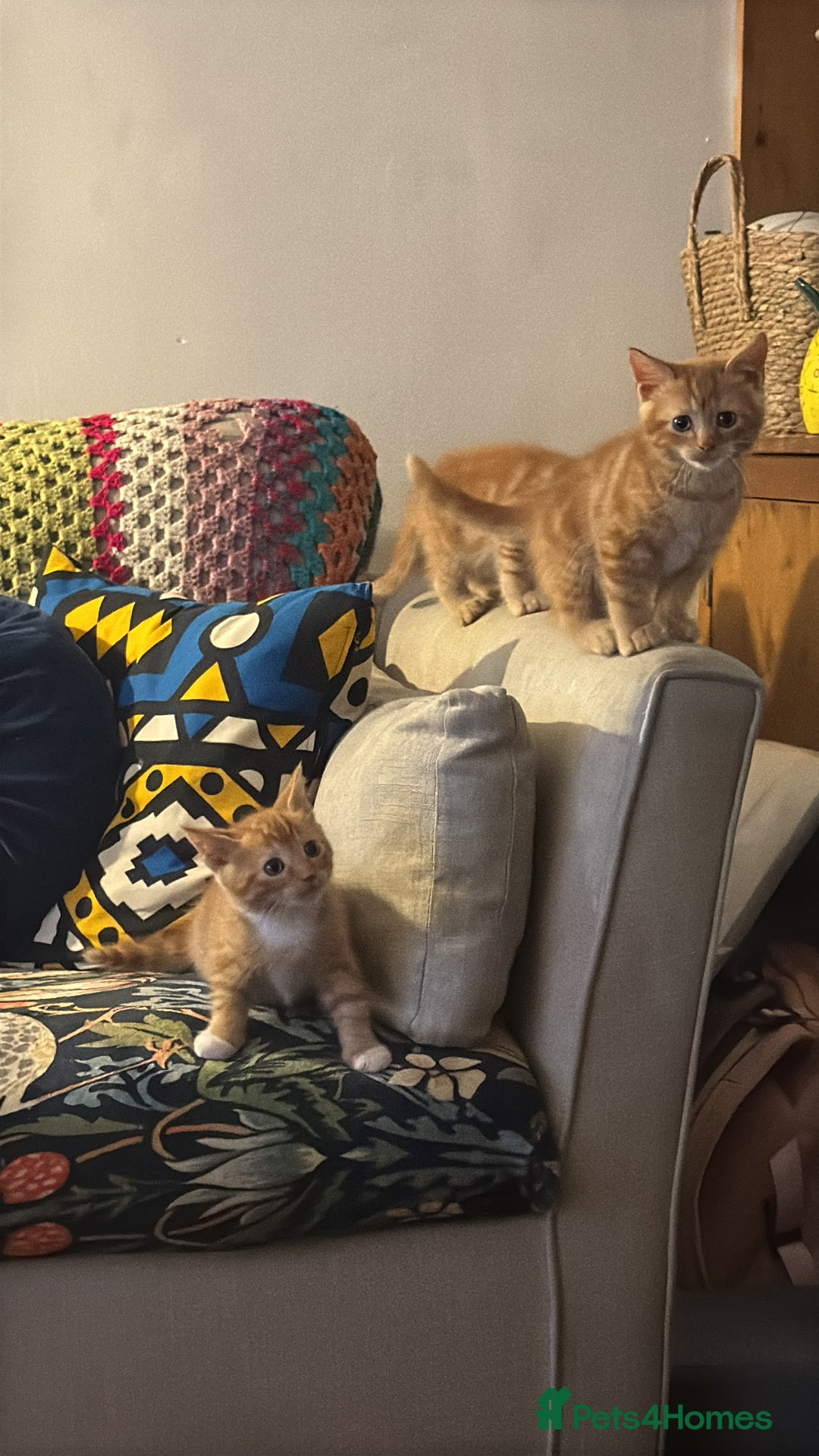 Mixed Breed cats for sale: 3 x Ginger Tabby Male Kittens  - Advert 8