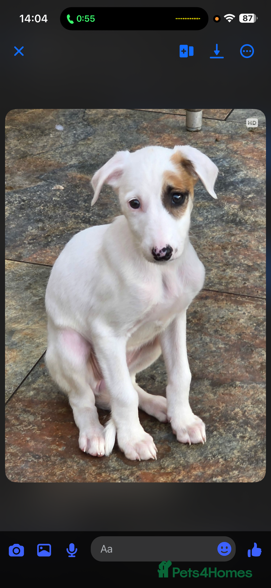 Mixed Breed dogs for sale: Saluki x greyhound  - Advert 3