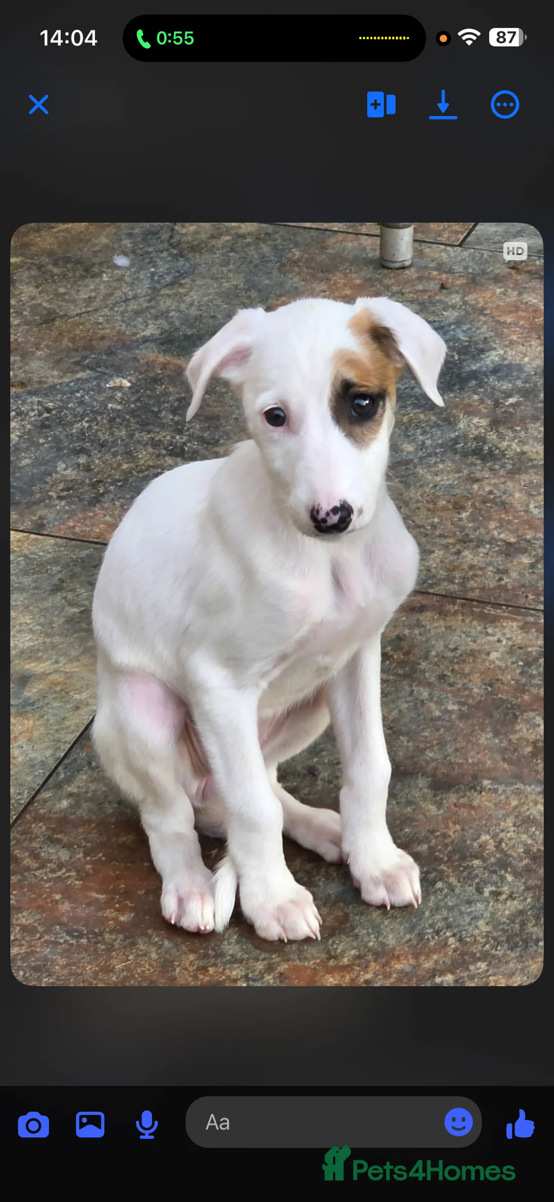 Mixed Breed dogs for sale: Saluki x greyhound  - Advert 3