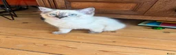 Ragdoll cats for sale: Boy and Girl Ragdoll in Woodford Green - Advert 11