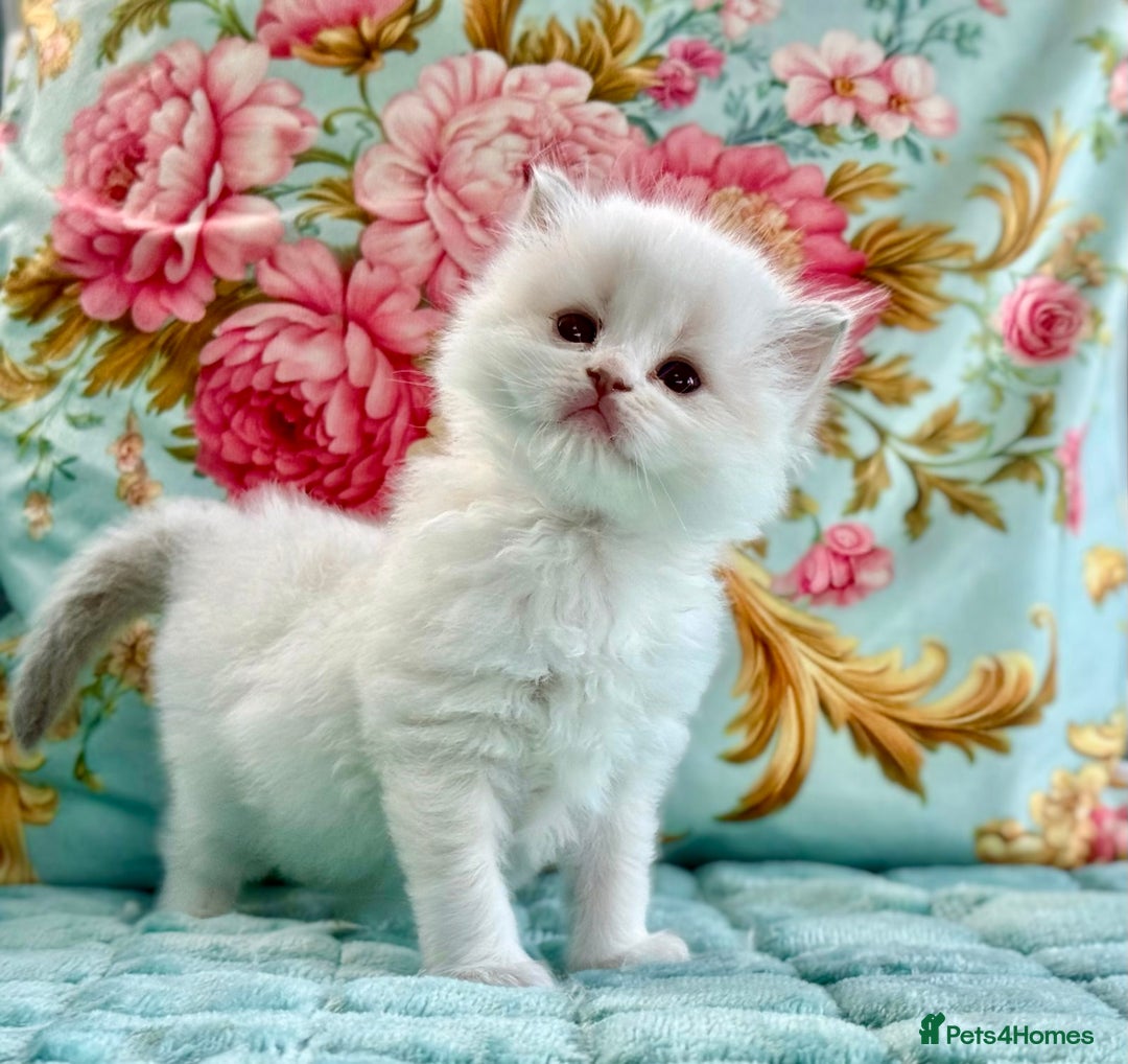 Ragdoll cats for sale: 1 boy 3 girls  - Image 4