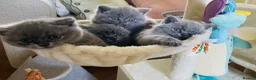 British Shorthair cats for sale: Chunky GCCF British shorthair  - Advert 9